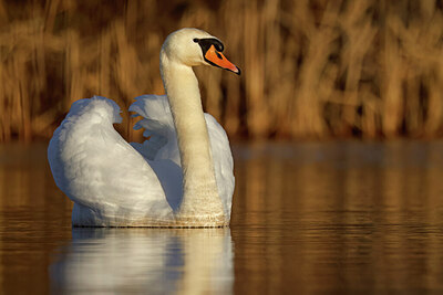 BUITEN BEELD Foto: 431140