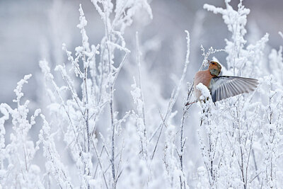 BUITEN BEELD Foto: 431145