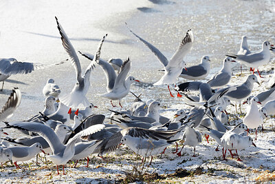 BUITEN BEELD Foto: 431147