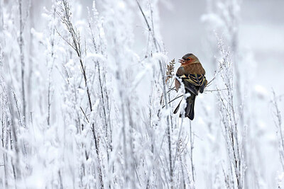 BUITEN BEELD Foto: 431153