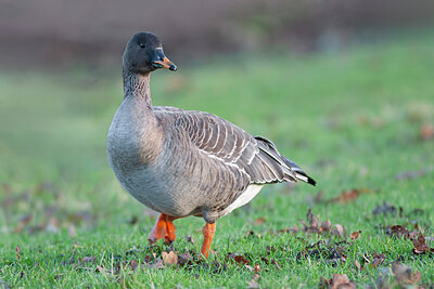 BUITEN BEELD Foto: 431158