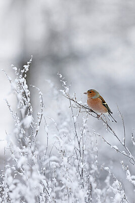 BUITEN BEELD Foto: 431161