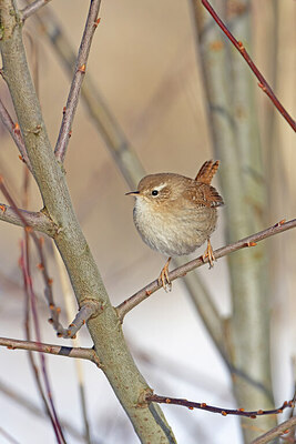 BUITEN BEELD Foto: 431165