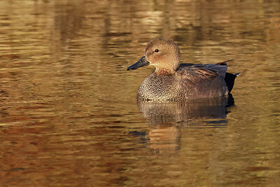 BUITEN BEELD Foto: 431175