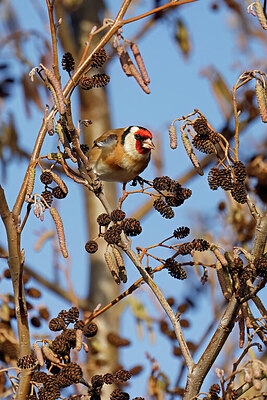 BUITEN BEELD Foto: 431176