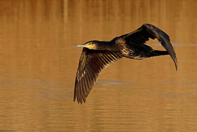 BUITEN BEELD Foto: 431182