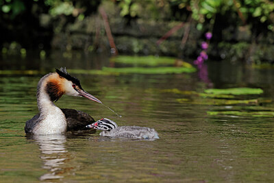 BUITEN BEELD Foto: 431189