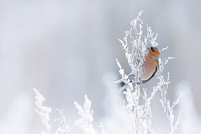 BUITEN BEELD Foto: 431194