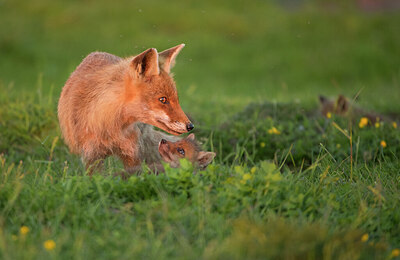 BUITEN BEELD Foto: 431198