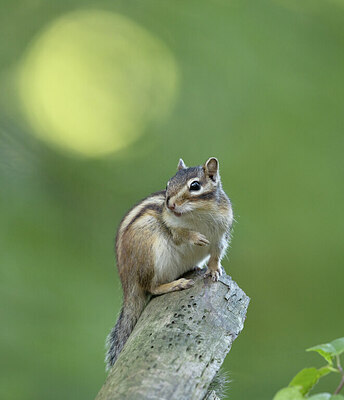 BUITEN BEELD Foto: 431203