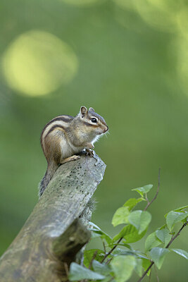 BUITEN BEELD Foto: 431208