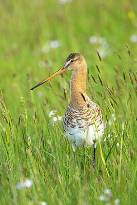 BUITEN BEELD Foto: 431216