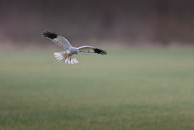 BUITEN BEELD Foto: 431480