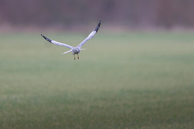 BUITEN BEELD Foto: 431482