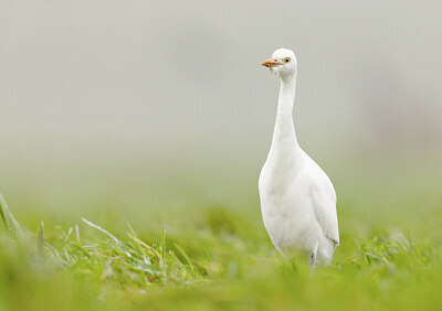 BUITEN BEELD Foto: 431609