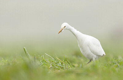 BUITEN BEELD Foto: 431610