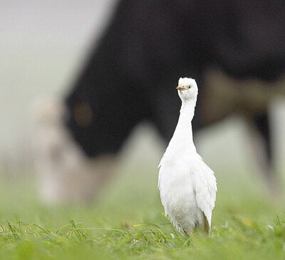 BUITEN BEELD Foto: 431611