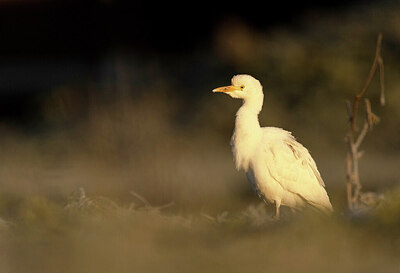 BUITEN BEELD Foto: 431612