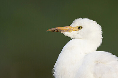 BUITEN BEELD Foto: 431618