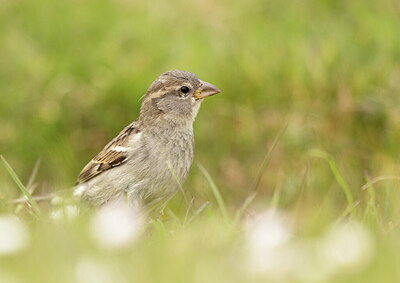 BUITEN BEELD Foto: 431622