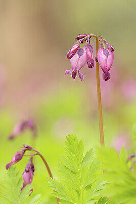 BUITEN BEELD Foto: 431623