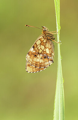 BUITEN BEELD Foto: 431628