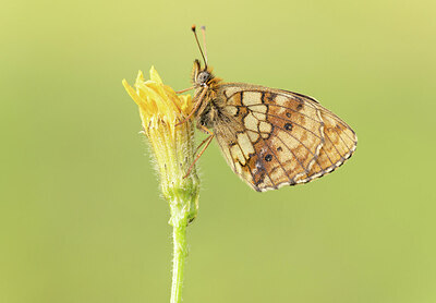 BUITEN BEELD Foto: 431629