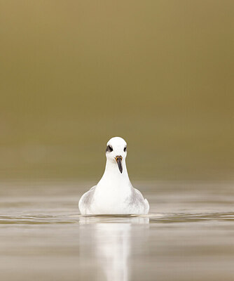 BUITEN BEELD Foto: 431639