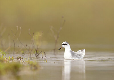 BUITEN BEELD Foto: 431640