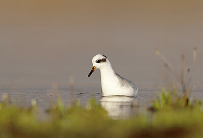 BUITEN BEELD Foto: 431644