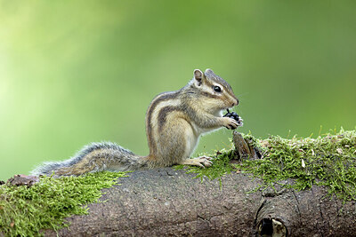 BUITEN BEELD Foto: 431673