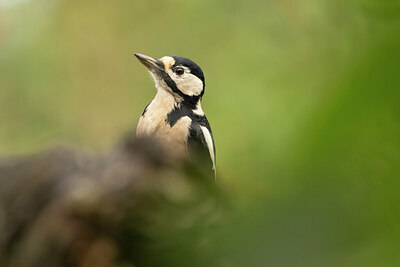 BUITEN BEELD Foto: 431676