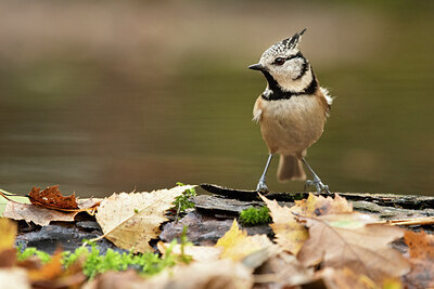 BUITEN BEELD Foto: 431679