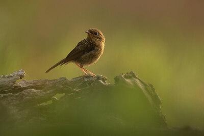 BUITEN BEELD Foto: 431682