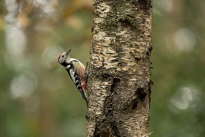 BUITEN BEELD Foto: 431686