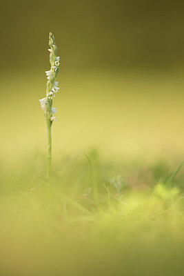 BUITEN BEELD Foto: 431702