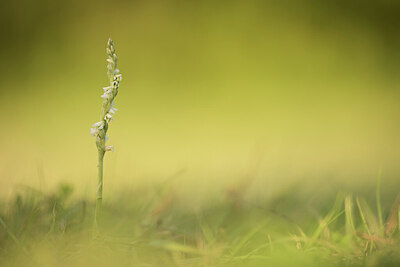 BUITEN BEELD Foto: 431703