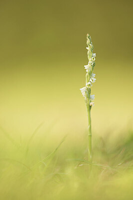 BUITEN BEELD Foto: 431704