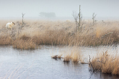 BUITEN BEELD Foto: 431743