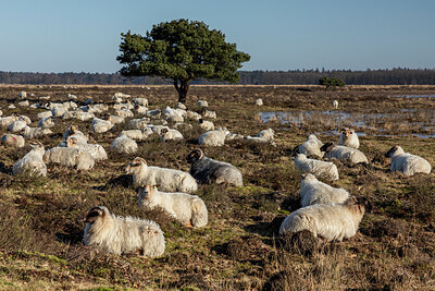 BUITEN BEELD Foto: 431785