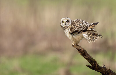 BUITEN BEELD Foto: 431811