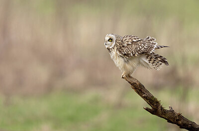 BUITEN BEELD Foto: 431812