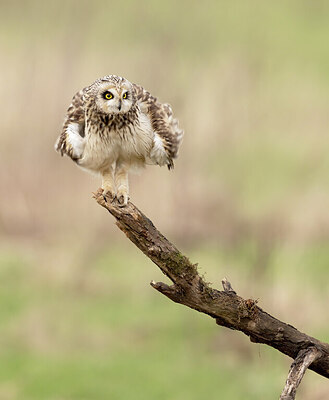 BUITEN BEELD Foto: 431814