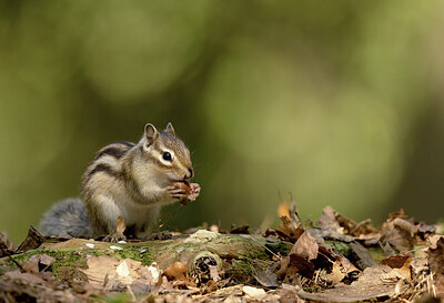 BUITEN BEELD Foto: 431818