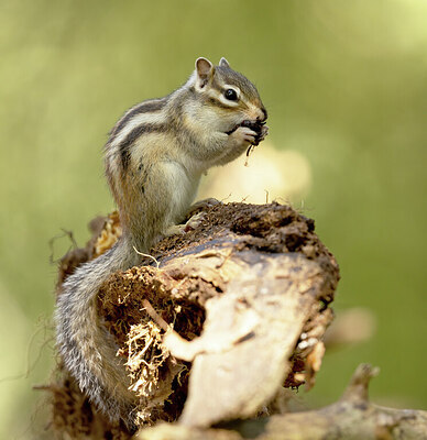 BUITEN BEELD Foto: 431819