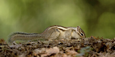 BUITEN BEELD Foto: 431822