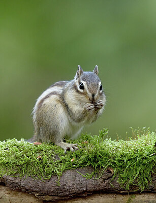 BUITEN BEELD Foto: 431825