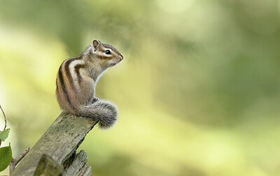 BUITEN BEELD Foto: 431827