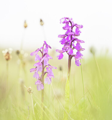 BUITEN BEELD Foto: 431853