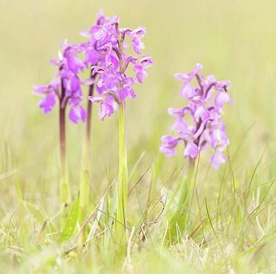 BUITEN BEELD Foto: 431857